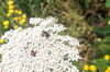 Insekt auf weißer Blüte