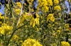 Blaue Holzbiene auf gelber Rapsblüte